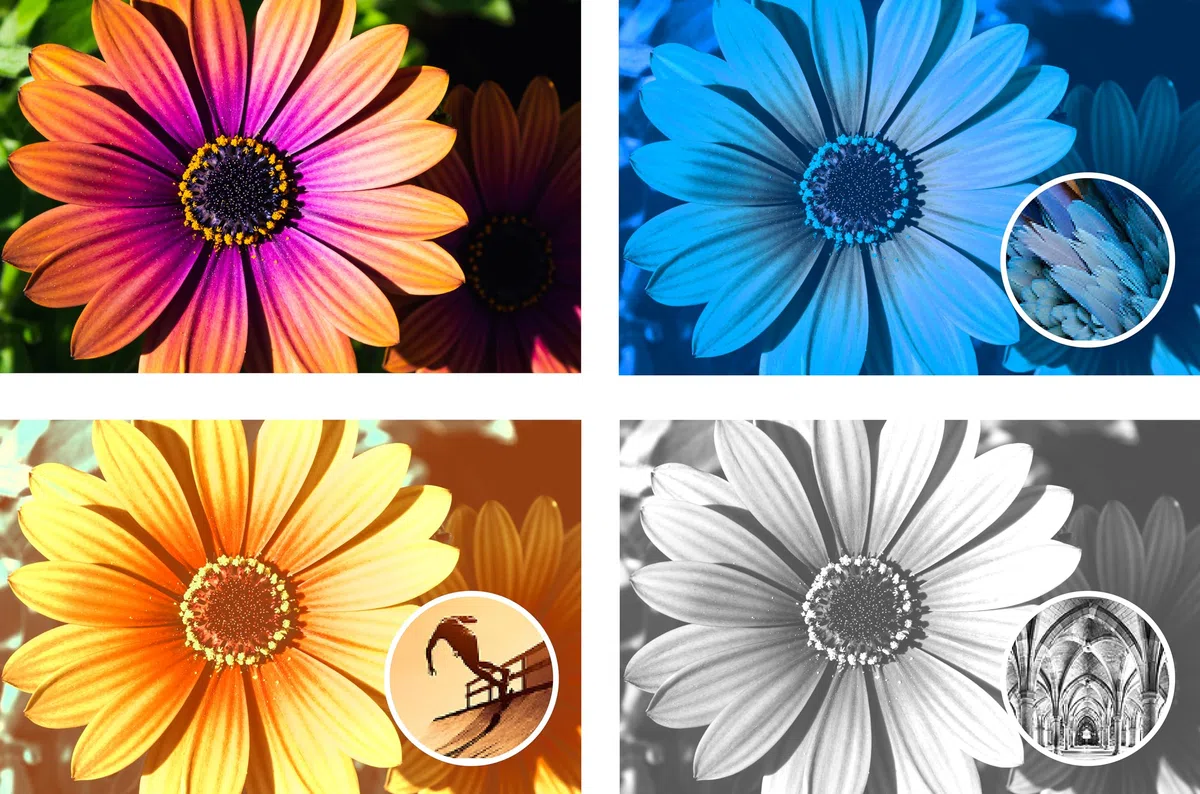 Adobe Photoshop Elements 2024 | 1 Device | PC/Mac | Box Including Activation Code